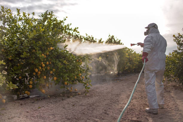 Best Termite Control Services  in Havana, FL
