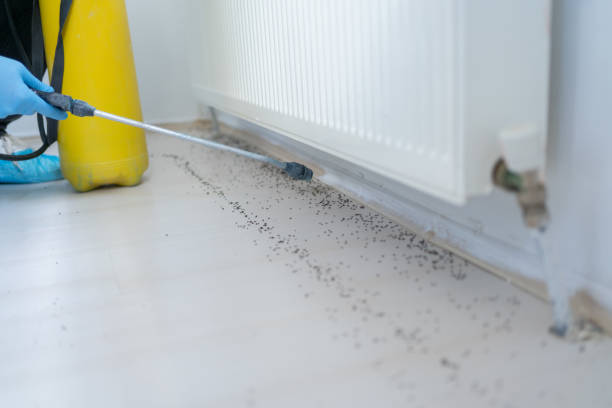 Best Mosquito Control Services  in Havana, FL